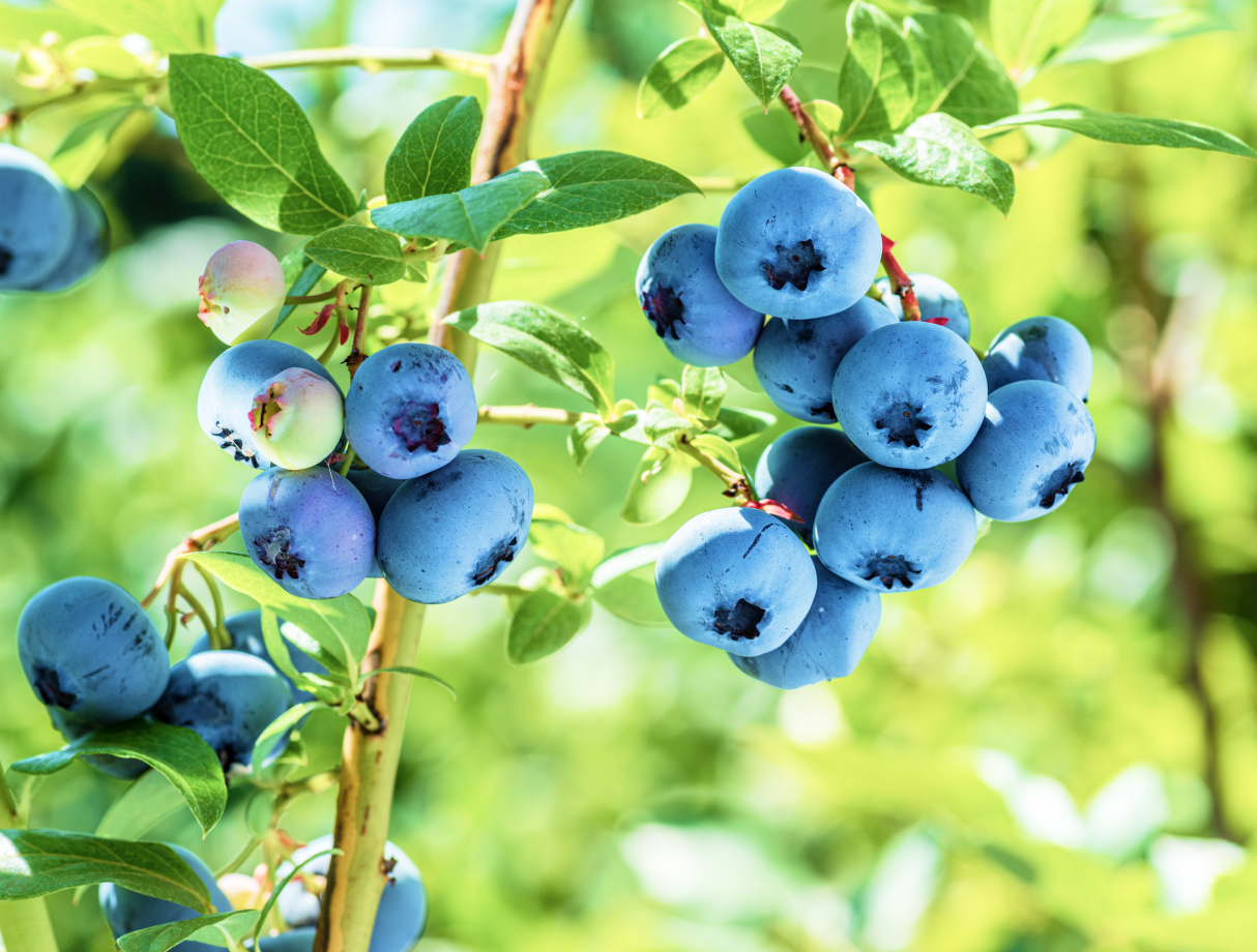 ショコラが提供している不動産の写真